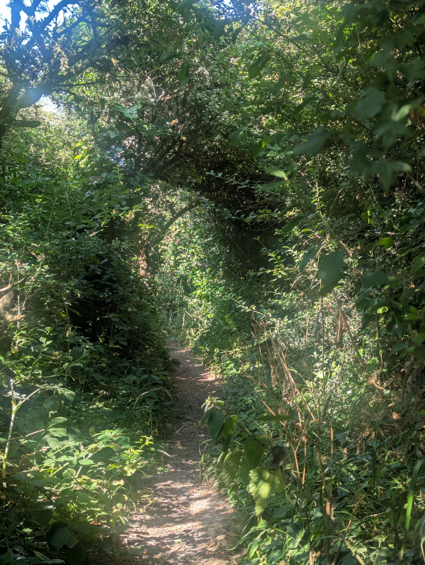 A sunlit footpath winding through a green tunnel of hedgerow on the coastal path near Angle.